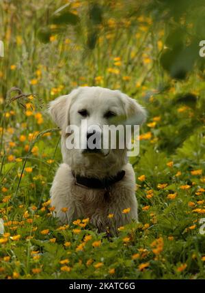 Weißer, Flach Beschichteter Retriever Stockfoto