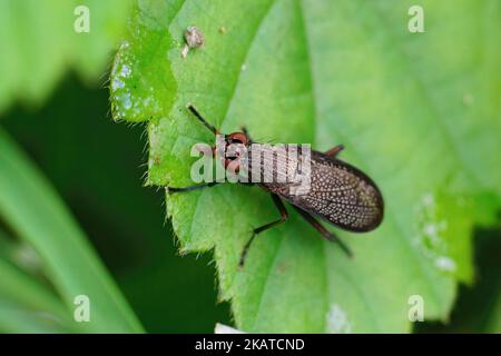 Nahaufnahme einer schwarzen, geflügelten Schneckenmordfliege, Coremacera marginata sitzt auf einem grünen Blatt im Garten Stockfoto