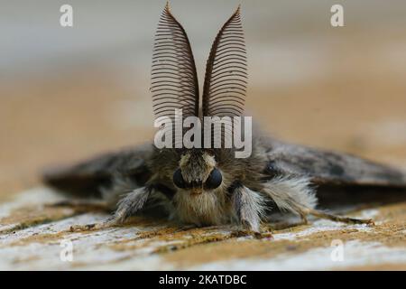 Frontale detaillierte vertikale Nahaufnahme eines europäischen Zigeunermotten, Lymantria, verfällt mit seiner bemerkenswerten Antenne Stockfoto