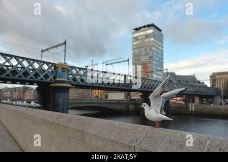 Blick auf eine Möwe mit dem Liberty Hall-Gebäude im Hintergrund. Am Montag, den 27. November 2017, am Georges Quay in Dublin, Irland. (Foto von Artur Widak/NurPhoto) Stockfoto