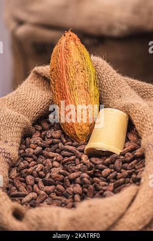 Geröstete Bohnen oder Samen von Theobroma Kakao oder Kakao in einem Jute-Sack mit reifen Früchten, aus nächster Nähe, vertikal Stockfoto