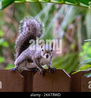 Eastern Gray Squirrel (Sciurus carolinensis) auf einem Holzzaun im Hinterhof, Stuart, Martin County, Florida, USA Stockfoto