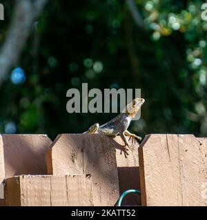 Invasive Peters's Rock Agama (Agama picticauda) auf einem Holzzaun im Hinterhof in Stuart, Florida, USA Stockfoto