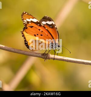 Ein schlichter Tiger sitzt auf einem Bambus Stockfoto