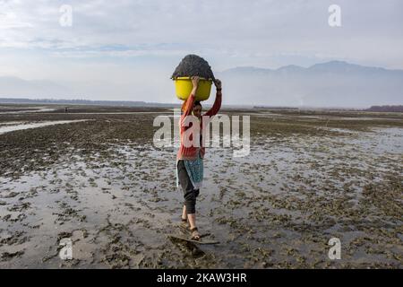 KOLHOM, KASHMIR, INDIEN - JANUAR 05:Eine Frau aus Kaschmir trägt eine Wanne voller Kastanien auf ihrem Kopf, nachdem sie sie aus Schlamm und Unkraut geerntet hat, während sie mit einem kurzen Holzskier auf Sumpfland geht, Rutschen namens Pachee Khraw Khoor', die entweder durch flaches Wasser und tiefen, klebrigen Schlamm laufen, Am 05. Januar 2018 in Kolhom, nördlich von Srinagar, Die Sommerhauptstadt des indischen verwalteten Kaschmir, Indien. Wasserkastanien sind eine wichtige Nutzpflanze für Menschen, die in der Nähe des Wular Lake, Asiens zweitgrößtem Süßwassersee, leben. Wular, sieht im Winter eher wie eine flache sumpfige Ebene aus als ein großer See, da der Wasserstand zurückgeht Stockfoto