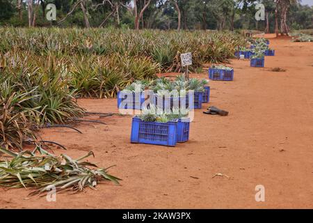 Frisch geerntete Ananas auf einer Ananasfarm in einem abgelegenen Gebiet in Mannar, Sri Lanka. Dieser Betrieb baut organische und biodynamische Ananas an und beschäftigt Landarbeiter, die in benachteiligten Gebieten Sri Lankas leben, um ihren Lebensstandard zu verbessern. (Foto von Creative Touch Imaging Ltd./NurPhoto) Stockfoto