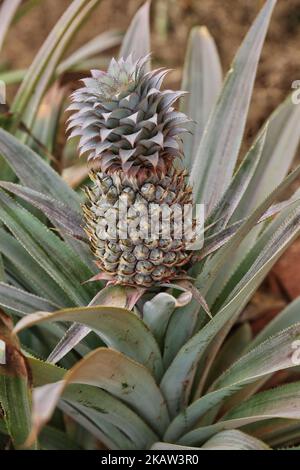 Ananas-Farm in einem abgelegenen Gebiet in Mannar, Sri Lanka. Dieser Betrieb baut organische und biodynamische Ananas an und beschäftigt Landarbeiter, die in benachteiligten Gebieten Sri Lankas leben, um ihren Lebensstandard zu verbessern. (Foto von Creative Touch Imaging Ltd./NurPhoto) Stockfoto