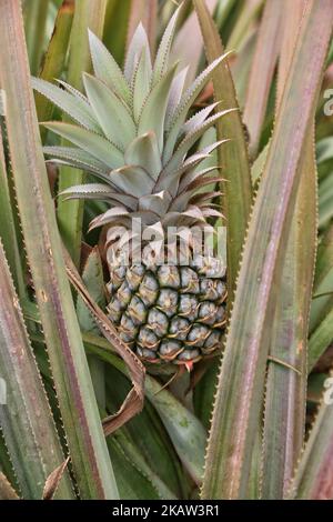 Ananas-Farm in einem abgelegenen Gebiet in Mannar, Sri Lanka. Dieser Betrieb baut organische und biodynamische Ananas an und beschäftigt Landarbeiter, die in benachteiligten Gebieten Sri Lankas leben, um ihren Lebensstandard zu verbessern. (Foto von Creative Touch Imaging Ltd./NurPhoto) Stockfoto