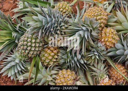 Frisch geerntete Ananas auf einer Ananasfarm in einem abgelegenen Gebiet in Mannar, Sri Lanka. Dieser Betrieb baut organische und biodynamische Ananas an und beschäftigt Landarbeiter, die in benachteiligten Gebieten Sri Lankas leben, um ihren Lebensstandard zu verbessern. (Foto von Creative Touch Imaging Ltd./NurPhoto) Stockfoto