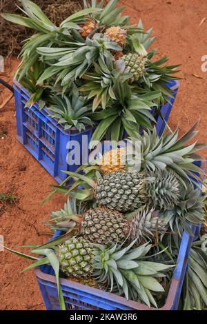Frisch geerntete Ananas auf einer Ananasfarm in einem abgelegenen Gebiet in Mannar, Sri Lanka. Dieser Betrieb baut organische und biodynamische Ananas an und beschäftigt Landarbeiter, die in benachteiligten Gebieten Sri Lankas leben, um ihren Lebensstandard zu verbessern. (Foto von Creative Touch Imaging Ltd./NurPhoto) Stockfoto