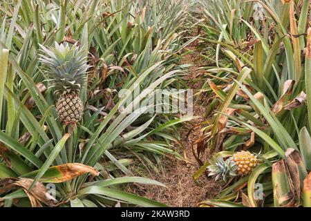 Ananas-Farm in einem abgelegenen Gebiet in Mannar, Sri Lanka. Dieser Betrieb baut organische und biodynamische Ananas an und beschäftigt Landarbeiter, die in benachteiligten Gebieten Sri Lankas leben, um ihren Lebensstandard zu verbessern. (Foto von Creative Touch Imaging Ltd./NurPhoto) Stockfoto