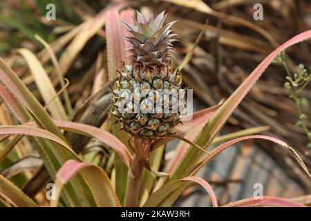 Ananas-Farm in einem abgelegenen Gebiet in Mannar, Sri Lanka. Dieser Betrieb baut organische und biodynamische Ananas an und beschäftigt Landarbeiter, die in benachteiligten Gebieten Sri Lankas leben, um ihren Lebensstandard zu verbessern. (Foto von Creative Touch Imaging Ltd./NurPhoto) Stockfoto