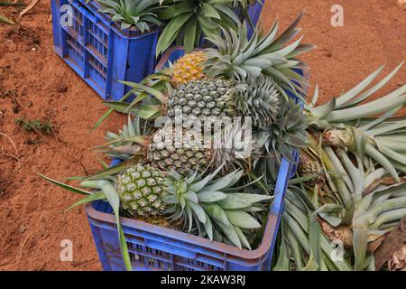 Frisch geerntete Ananas auf einer Ananasfarm in einem abgelegenen Gebiet in Mannar, Sri Lanka. Dieser Betrieb baut organische und biodynamische Ananas an und beschäftigt Landarbeiter, die in benachteiligten Gebieten Sri Lankas leben, um ihren Lebensstandard zu verbessern. (Foto von Creative Touch Imaging Ltd./NurPhoto) Stockfoto