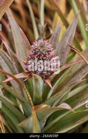 Ananas-Farm in einem abgelegenen Gebiet in Mannar, Sri Lanka. Dieser Betrieb baut organische und biodynamische Ananas an und beschäftigt Landarbeiter, die in benachteiligten Gebieten Sri Lankas leben, um ihren Lebensstandard zu verbessern. (Foto von Creative Touch Imaging Ltd./NurPhoto) Stockfoto