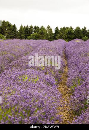 Reihen von Cotswold-Lavendel auf den Feldern bei Snowshill in Worcestershire. Stockfoto