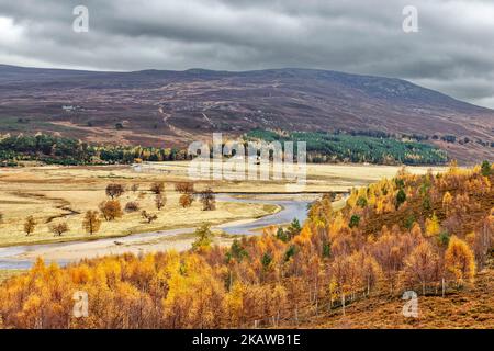 Braemar Linn aus Dee Scotland blickt im Herbst über das Tal zum Fluss mit farbenfrohen Birkenbäumen Stockfoto