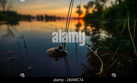 Ein amerikanischer Bullfrog in einem Wasserteich in einem verschwommenen Sonnenuntergangshintergrund Stockfoto