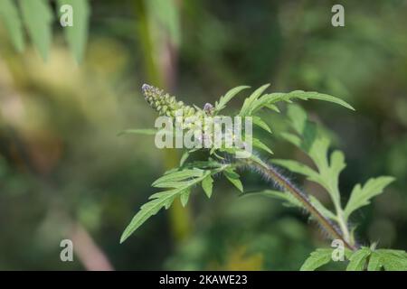 Ambrosie, Ambrosia, Beifußblättrisches Traubenkraut, Beifuß-Traubenkraut, Beifuß-Ambrosie, Traubenkraut, Aufrechtes Traubenkraut, Wilder Hanf, Ambrosia Stockfoto