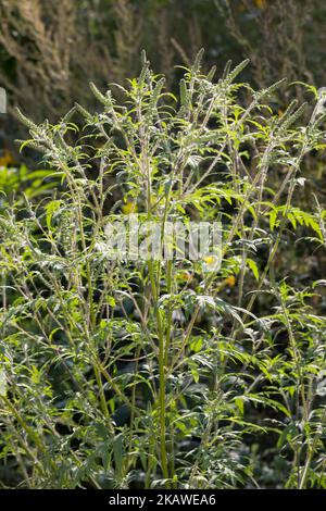 Ambrosie, Ambrosia, Beifußblättrisches Traubenkraut, Beifuß-Traubenkraut, Beifuß-Ambrosie, Traubenkraut, Aufrechtes Traubenkraut, Wilder Hanf, Ambrosia Stockfoto