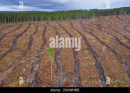 Luftaufnahme über Freischnitt mit Spuren von Erntemaschinen, Freischnitt / Freifällung ist eine Wald- / Holzfällungspraxis, bei der alle Bäume gefällt werden Stockfoto