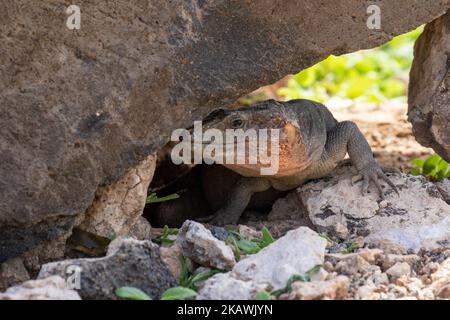 Eine Riesenechse von Gran Canaria. Stockfoto
