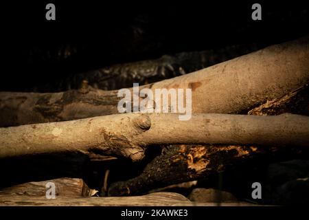 Eine ländliche Ansicht von trockenen Baumstämmen in der Scheune auf dunklem Hintergrund Stockfoto