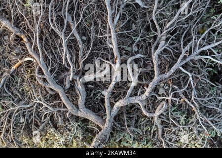 Tote Zwergbirke (Betula nana) Laubstrauch unter Flechten auf felsigem Boden in der arktischen Tundra, Schweden, Skandinavien Stockfoto