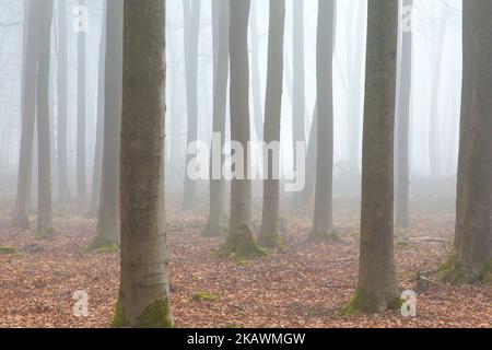 Europäische Buchen / gemeine Buchen (Fagus sylvatica), Baumstämme in Holz, bedeckt im frühen Morgennebel mit herbstlichen Herbstblättern auf Waldboden Stockfoto