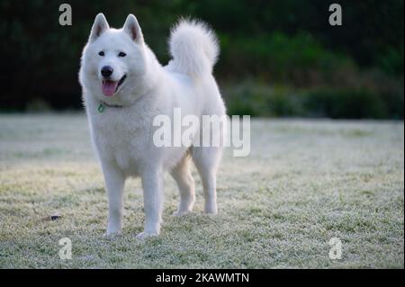 Ein White Husky-Samoyed Hundeportrait an einem frostigen Morgen Stockfoto
