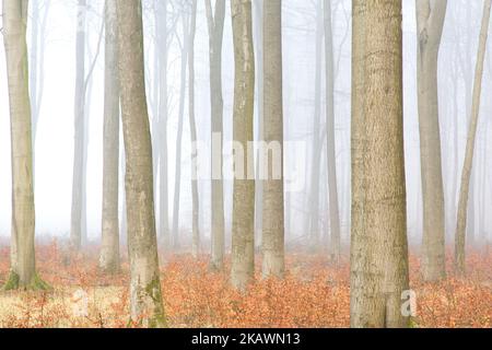 Europäische Buchen / gemeine Buchen (Fagus sylvatica), Baumstämme im Wald bedeckt im frühen Morgennebel im Winter Stockfoto