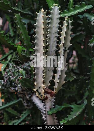 Kandelaber Kaktus Eforbia Lactea compacta Stockfoto