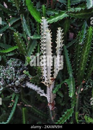 Kandelaber Kaktus Eforbia Lactea compacta Stockfoto