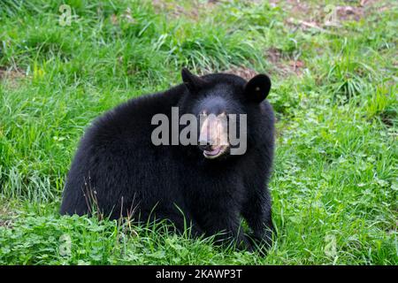 Amerikanischer Schwarzbär (Ursus americanus) auf der Wiese Stockfoto