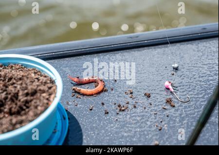 Selektiver Fokus auf einen einzelnen Erdwurm, der bereit ist, einen Haken zum Angeln zu ködern. Stockfoto