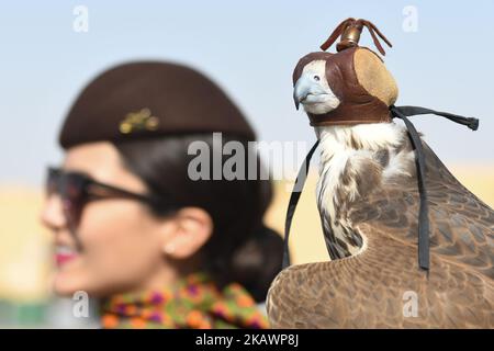 Ein Blick auf einen zwei Jahre alten Falken, der von einer Dame während einer Fotosession gehalten wurde. Die Falknerei ist die älteste Tradition der VAE und reicht bis in 2000 Jahre zurück, die als Nahrungsquelle, zur Jagd auf Hasen und Houbara begann. Es wurde auch als eine Lebensweise für die Führer des Stammes angesehen. Am Mittwoch, den 21. Februar 2018, in Madinat Zayed, Abu Dhabi, Vereinigte Arabische Emirate. (Foto von Artur Widak/NurPhoto) Stockfoto