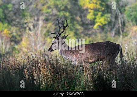 Europäischer Damhirsch (Dama dama) junger Buck / Rüde mit kleinem Geweih am Waldrand während der Herbstruhe im Oktober Stockfoto