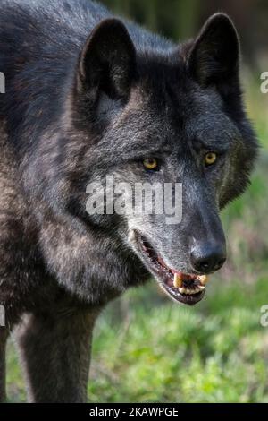 Schwarzer Nordwestwolf / Mackenzie Valley Wolf / Alaskischer Holzwolf / Kanadischer Holzwolf (Canis lupus occidentalis), größte Unterart des Grauwolf Stockfoto