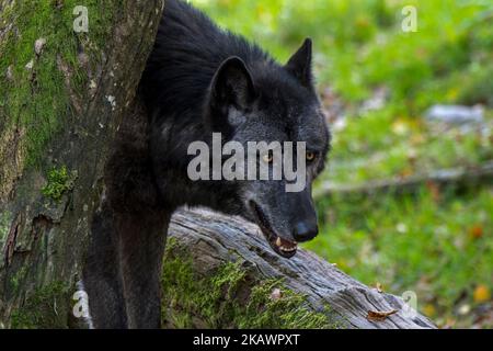 Schwarzer Nordwestwolf / Mackenzie Valley Wolf / Alaskischer Holzwolf / Kanadischer Holzwolf (Canis lupus occidentalis), größte Unterart des Grauwolf Stockfoto