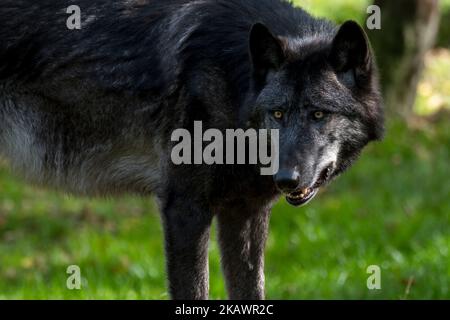 Schwarzer Nordwestwolf / Mackenzie Valley Wolf / Alaskischer Holzwolf / Kanadischer Holzwolf (Canis lupus occidentalis), größte Unterart des Grauwolf Stockfoto