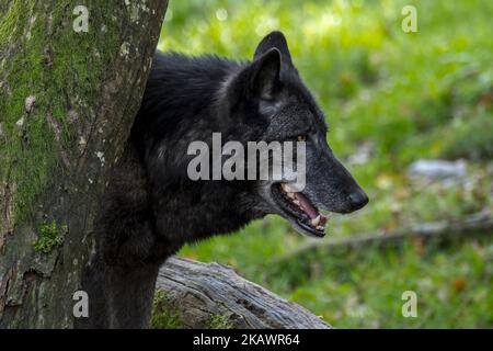 Schwarzer Nordwestwolf / Mackenzie Valley Wolf / Alaskischer Holzwolf / Kanadischer Holzwolf (Canis lupus occidentalis), größte Unterart des Grauwolf Stockfoto