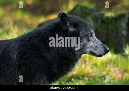 Schwarzer Nordwestwolf / Mackenzie Valley Wolf / Alaskischer Holzwolf / Kanadischer Holzwolf (Canis lupus occidentalis), größte Unterart des Grauwolf Stockfoto