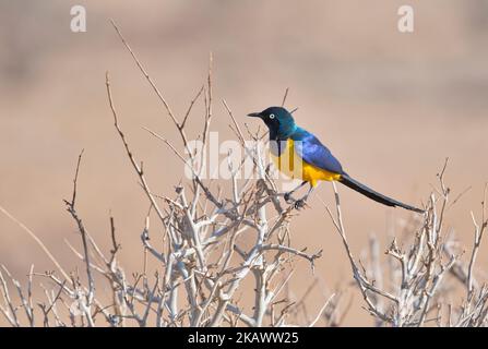 Goldbruststarling (Cosmopsarus regius), eine Art des ostafrikanischen Trockenbuschlandes Stockfoto