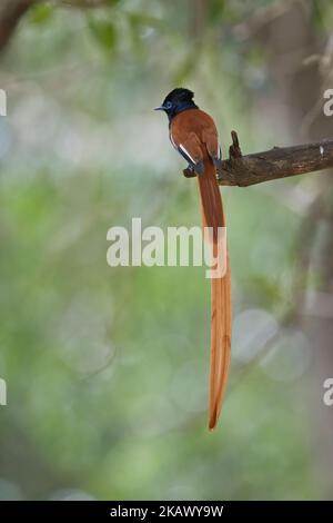 Afrikanischer Paradiesschnäpper (Terpsiphone viridis), wilder Morph. Es gibt auch einen weißen Morph Stockfoto