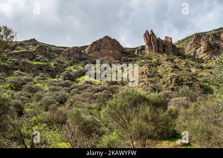 Vulkanische Landschaft des Krater Caldera de Bandama mit kreisförmigem Wanderweg. Gran Canaria, Spanien in Europa Stockfoto