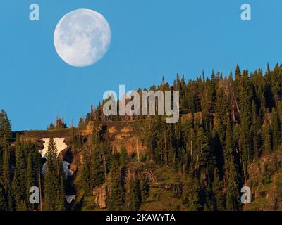 Vollmond über einem bewaldeten Bergrücken im Lamar Valley, Yellowstone National Park, Wyoming, USA, Juni 2019 Stockfoto