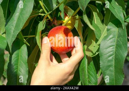 Die Hand einer Frau nimmt aus nächster Nähe einen Pfirsichnektarine aus einem Baum Stockfoto