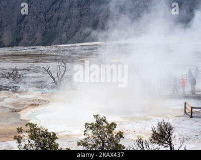 Dampf steigt aus heißen Pools, Mammoth Hot Springs, Yellowstone National Park, Wyoming, USA, Juni 2019 Stockfoto