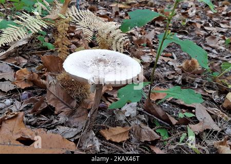 Nahaufnahme eines Pilzes auf dem Boden mitten im Wald Stockfoto