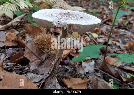 Nahaufnahme eines Pilzes auf dem Boden mitten im Wald Stockfoto