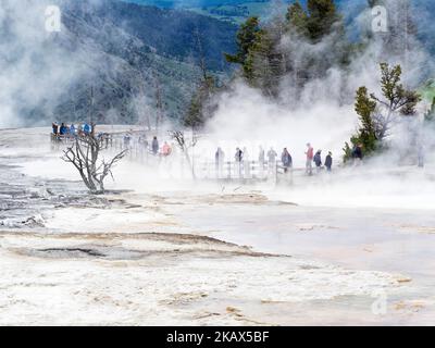 Touristen auf einer Promenade über dampfende heiße Pools, Mammoth Hot Springs, Yellowstone National Park, Wyoming, USA, Juni 2019 Stockfoto